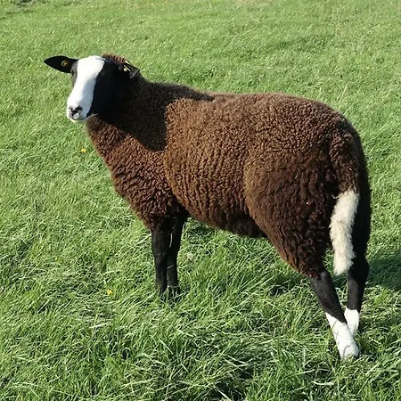 Lejlighed Land-idyll