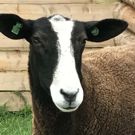 Land-idyll Lejlighed *