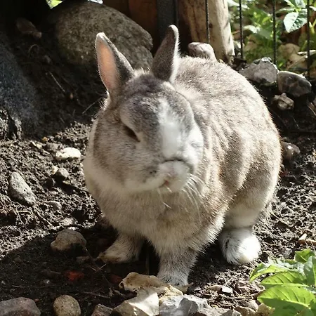 Lejlighed Land-idyll