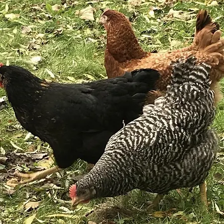 Land-idyll * Osterhever